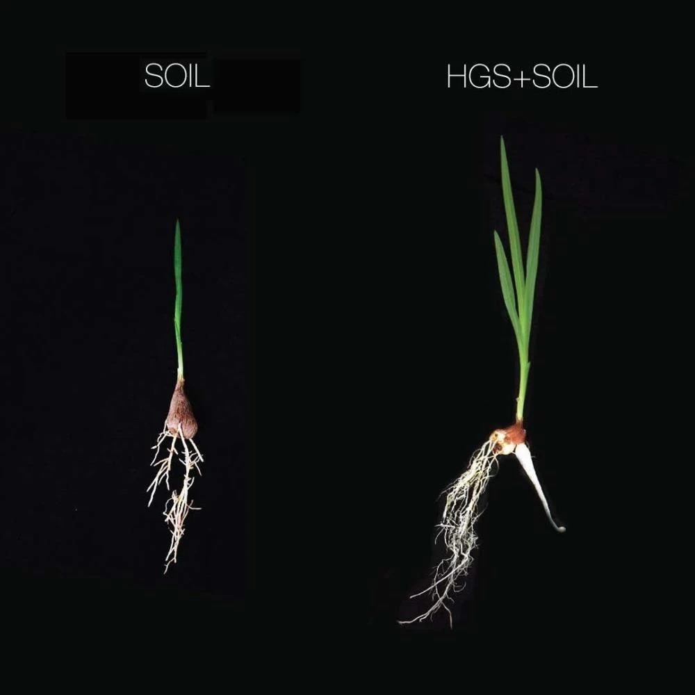 Deals 👍 Harvest Gold Organics Soil & Soil Amendments Premium Soil Conditioner Organic Provides Organic Nutrients ⭐ 4 Deals 👍 Harvest Gold Organics Soil & Soil Amendments Premium Soil Conditioner Organic Provides Organic Nutrients ⭐ - Image 4