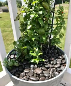 Wholesale 🤩 AKASHA Landscaping Rock 5-lb Black Indoor Decorative Rock ⭐ -Landscaping Official Shop 17076050