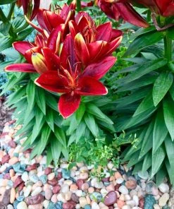 Best Sale ⭐ AKASHA Landscaping Rock 5-lb Indoor Decorative Rock 🧨 -Landscaping Official Shop 17076906