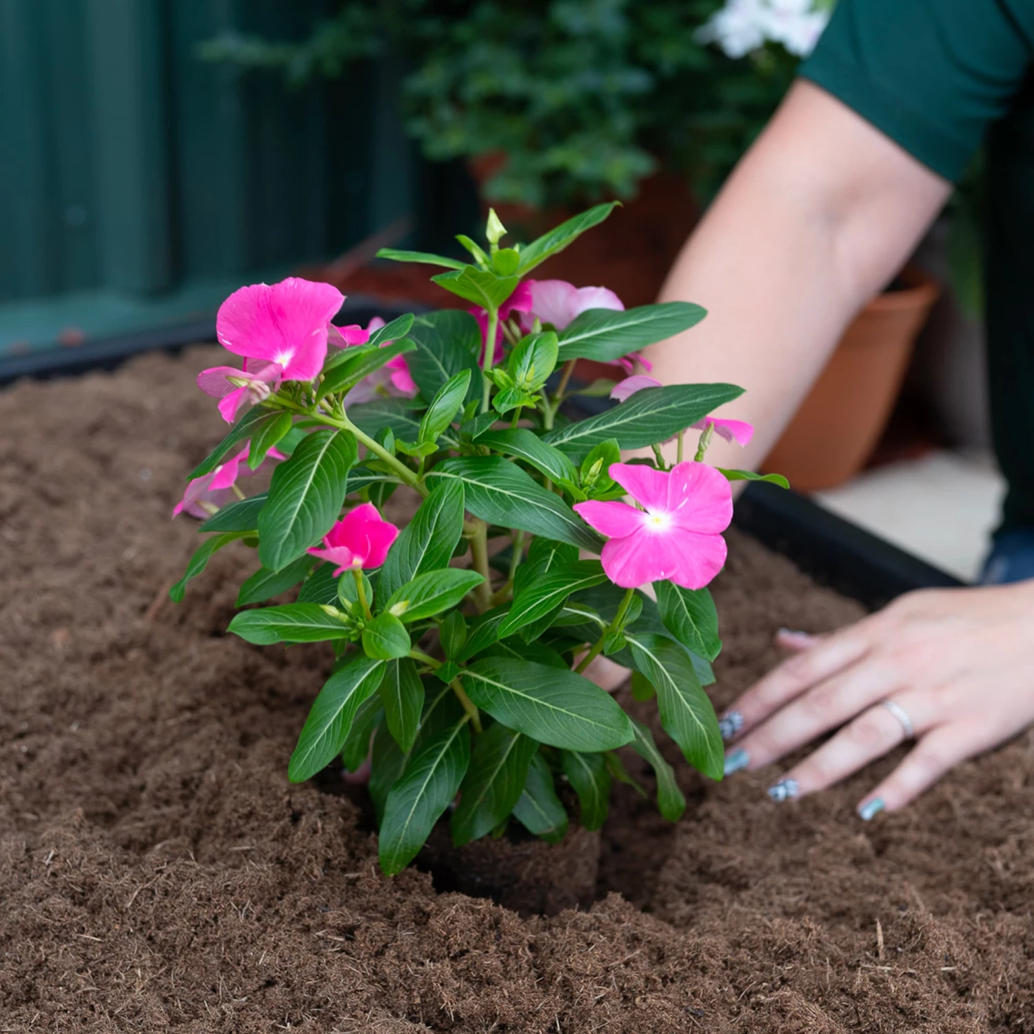 Flash Sale ❤️ Sta-Green Soil & Soil Amendments Perfect 25-Quart Potting Soil Mix 🧨 4 Flash Sale ❤️ Sta-Green Soil & Soil Amendments Perfect 25-Quart Potting Soil Mix 🧨 - Image 4